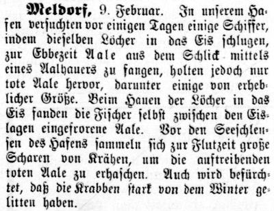 Datei:1891.02.12.-Aalhauer Meldorf.jpg