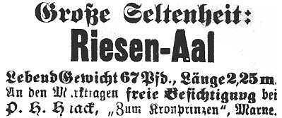 Datei:1899-04-29 138a Riesen Aal.jpg