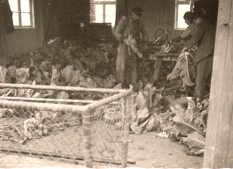 Datei:068 Gaertnerei Messtorff (GM).jpg