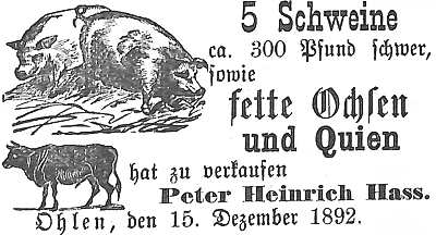 Datei:1892-12-17 291a Schweine.jpg