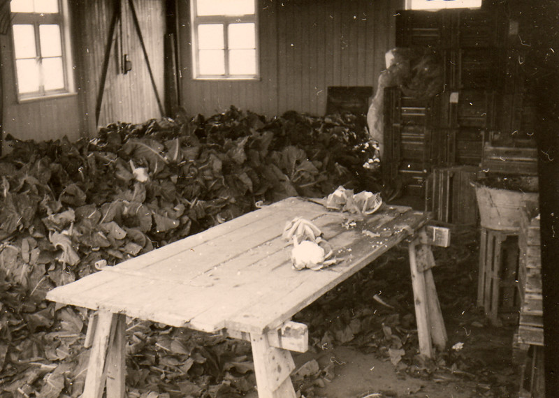 Datei:069 Gaertnerei Messtorff (GM).jpg