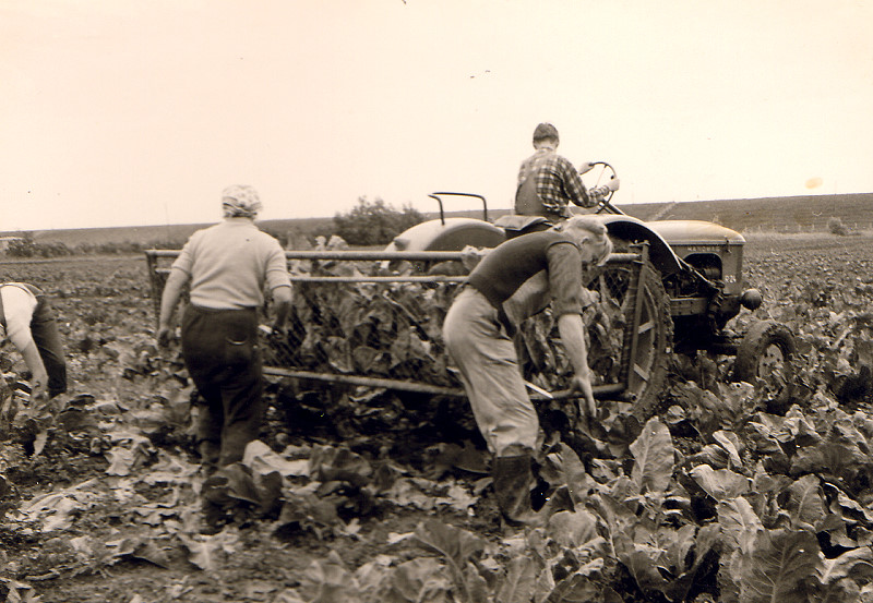 Datei:061 Gaertnerei Messtorff (GM).jpg