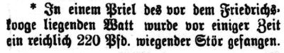 Datei:1895.05.09-Stör von 220 Pfund.jpg