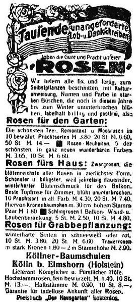 Datei:1917-02-23 572a Rosen.jpg