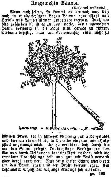 Datei:1917-12-21 413a Umgewehte Baeume.jpg