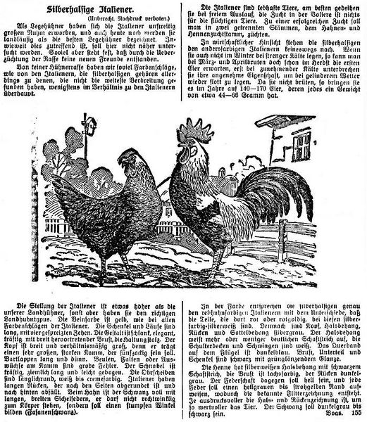 Datei:1917-10-18 305a Silberhalsiger Italiener.jpg