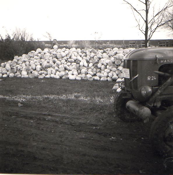 Datei:056 Gaertnerei Messtorff (GM).jpg